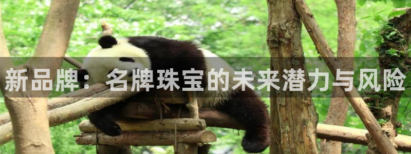 新宝5手机测速：新品牌：名牌珠宝的未来潜力与风险