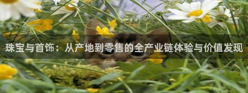 新宝5浗维33 300：珠宝与首饰：从产地到零售的全产业链体验与价值发现